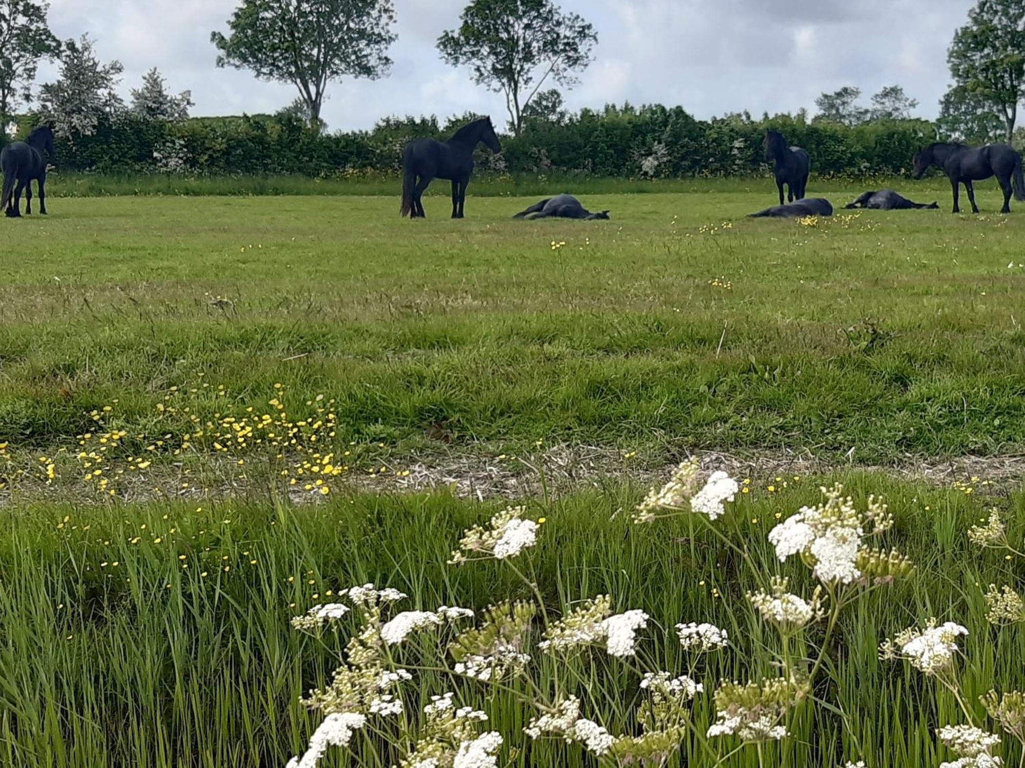 Wetterwillefriesland Wommels Zewnętrze zdjęcie